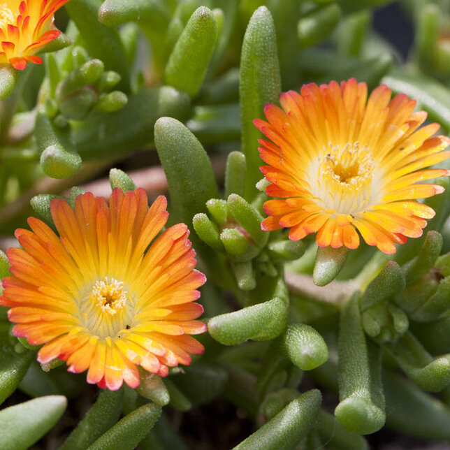 6200139_delosperma_orange_wonder_02