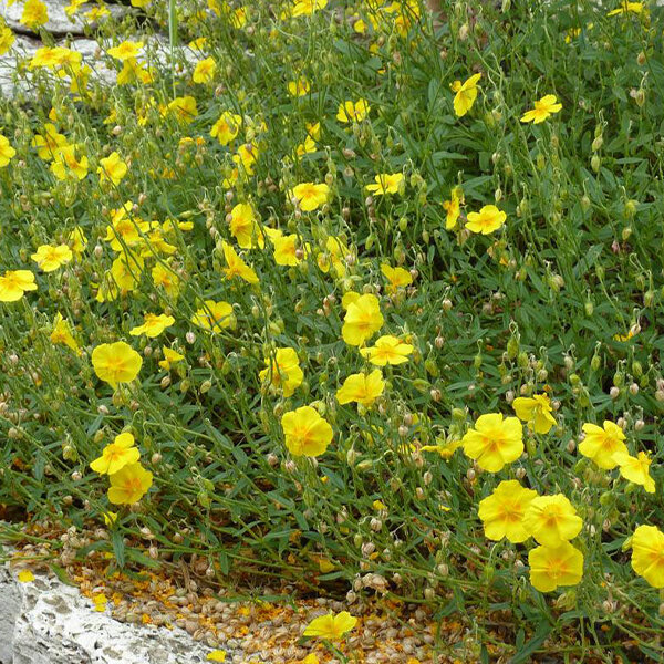 6250553_helianthemum_golden_queen_02