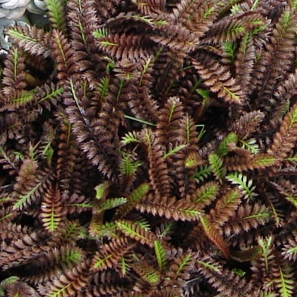 6244349_leptinella_s