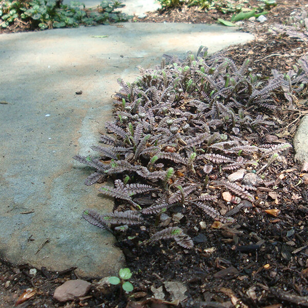 6244349_leptinella_s_2