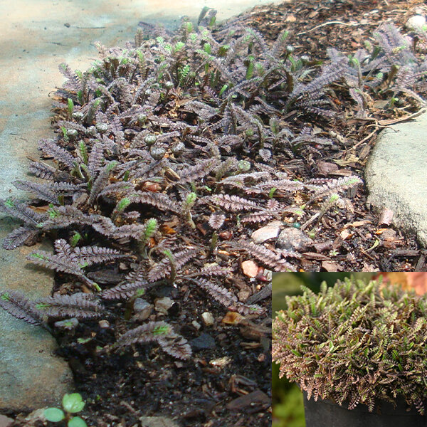 6244349_leptinella_s_3