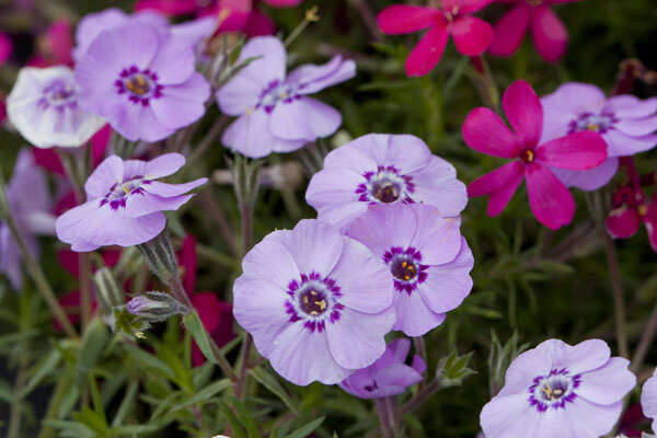 9250572_phlox_boothman_s_variety_01