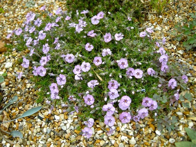 9250572_phlox_boothman_s_variety_02