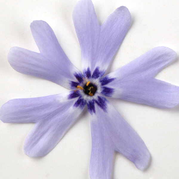 3252629_phlox_fabulous_blue_violet_01