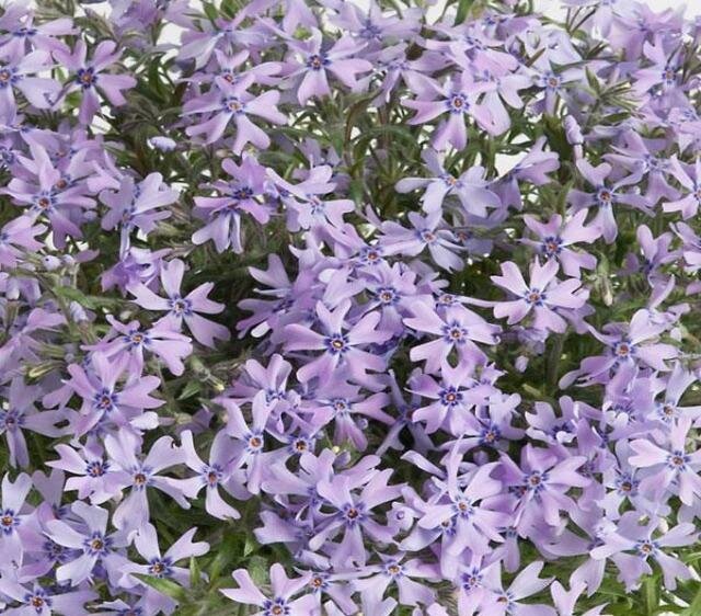 3252629_phlox_fabulous_blue_violet_02