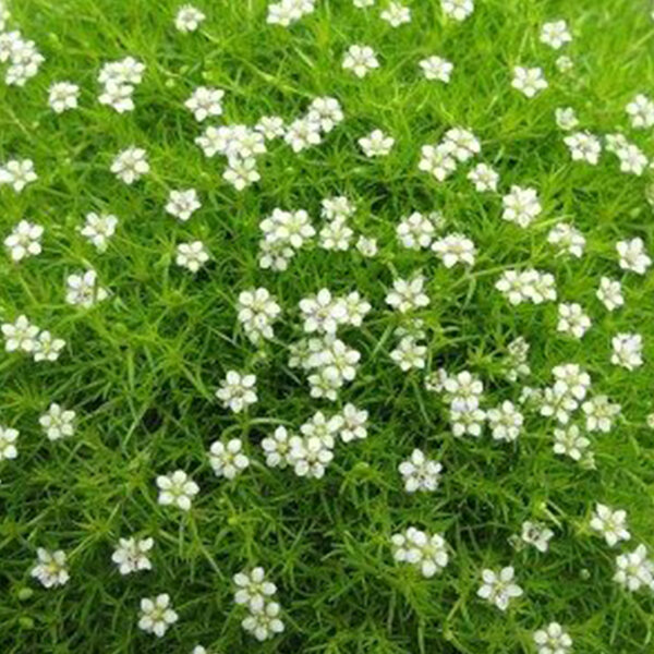 7252495_sagina_green_moss_01