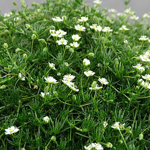 7252495_sagina_green_moss_02