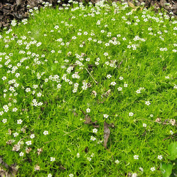 3242372_sagina_senior_02