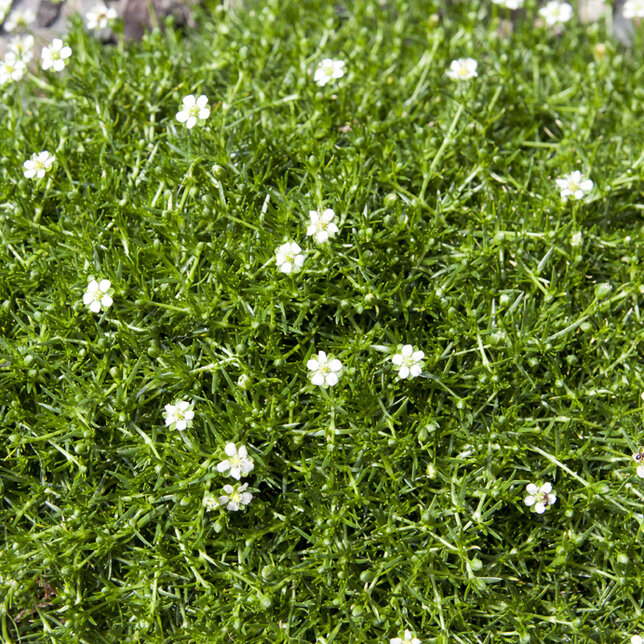 3250390_sagina_subulata_01