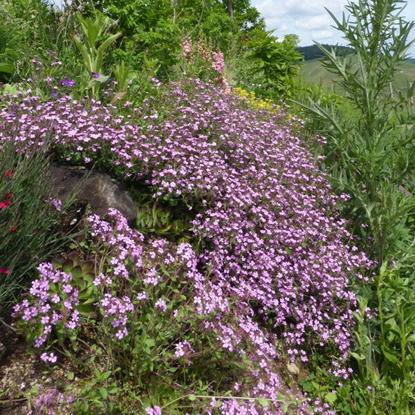 6250216_saponaria_ocymoides_01