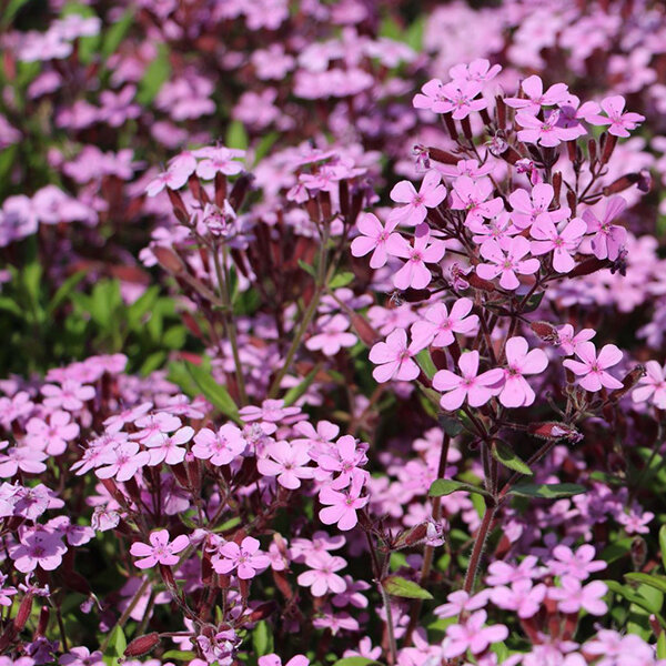 6250216_saponaria_ocymoides_02