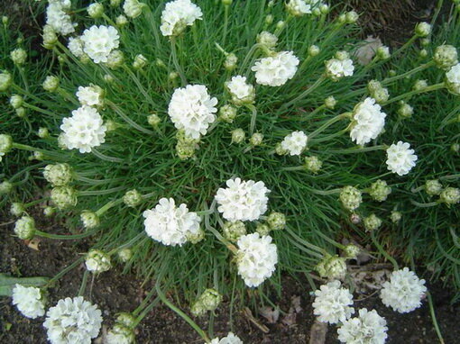 6251355_armeria_abbey_white_02