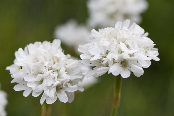5240044_armeria_alba_01