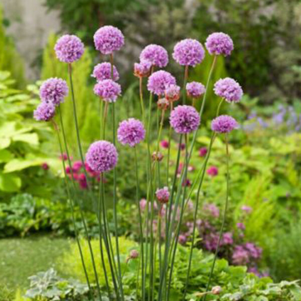 3254090_armeria_ballerina_purple_rose_01