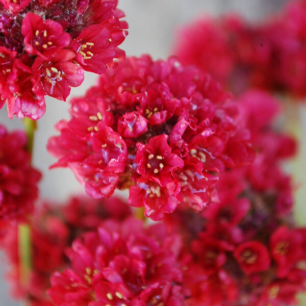 6253444_armeria_ballerina_red_01