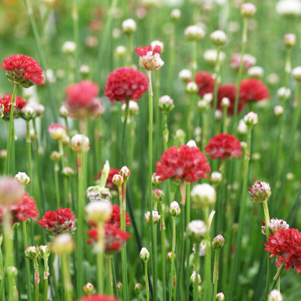6253444_armeria_ballerina_red_02