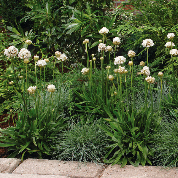 3254148_armeria_ballerina_white_02