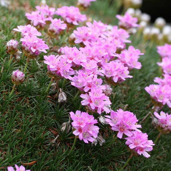 3240041_armeria_brno_02