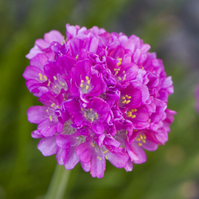 7250045_armeria_dusseldorfer_stolz_01
