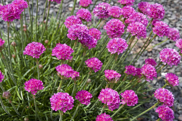7250045_armeria_dusseldorfer_stolz_02