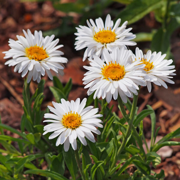 3250498_aster_albus_02