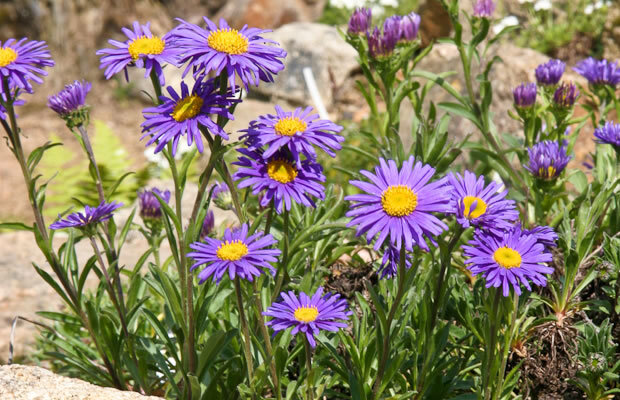 3250499_aster_dunkle_schone_01