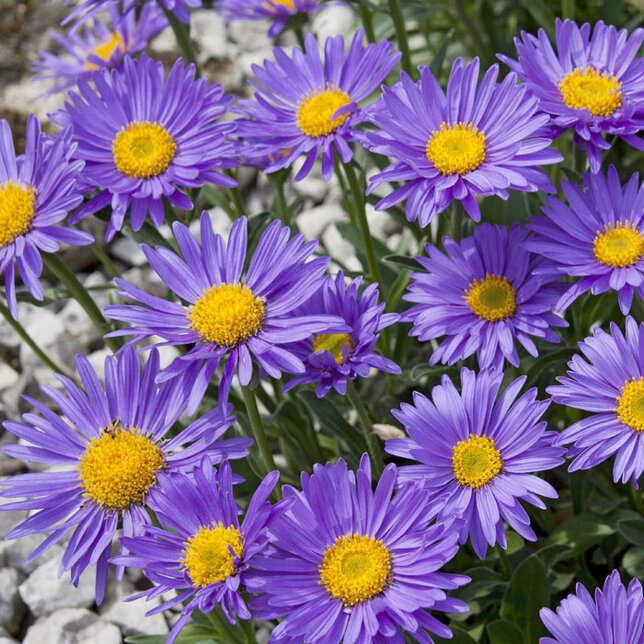 3250499_aster_dunkle_schone_02