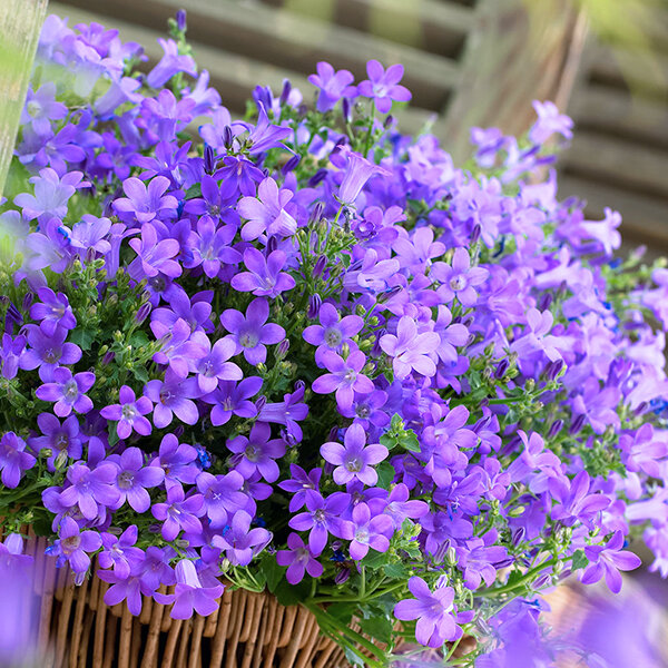 5252796_campanula_catharina_05