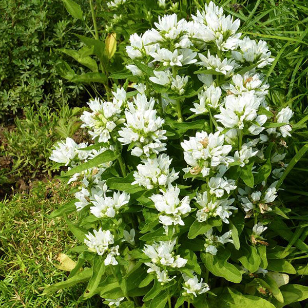 3252064_campanula_g_2