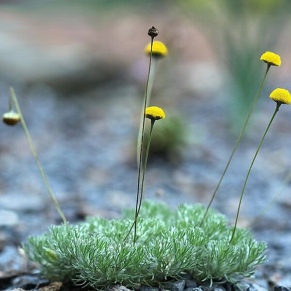 4220101_cotula_hispida_02