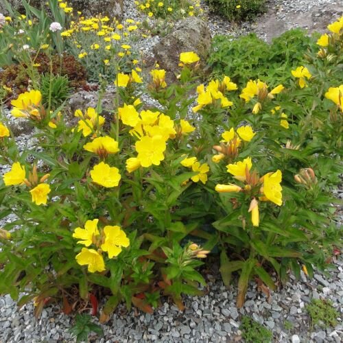 9250099_oenothera_fruticosa_01