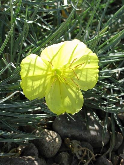 3200336_oenothera_shimmer_02