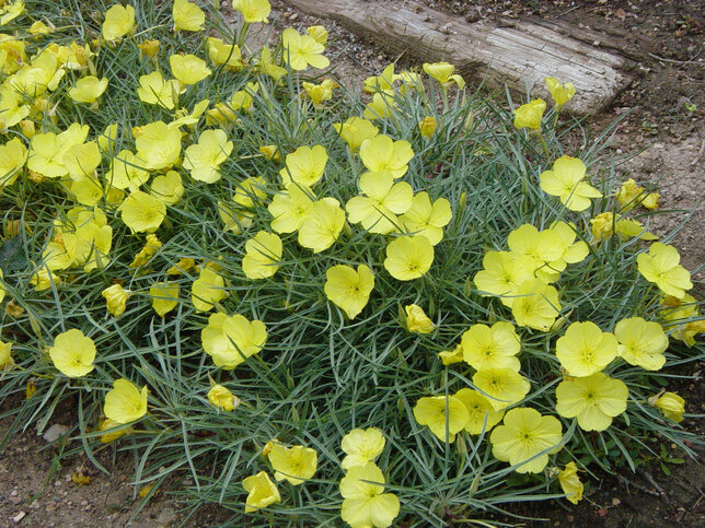 3200336_oenothera_shimmer_03