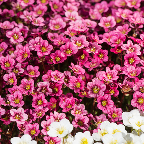 09201049_saxifraga_marto_hot_rose_01