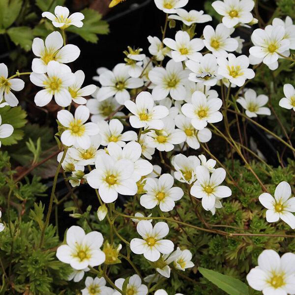 4223551_saxifraga_schneeteppich_01