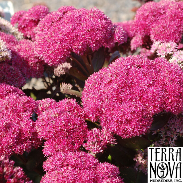 9250585_sedum_birthday_party_01