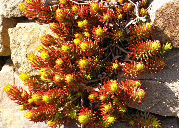 5250417_sedum_angelina_02