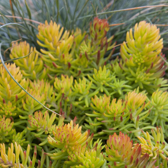 5250417_sedum_angelina_03