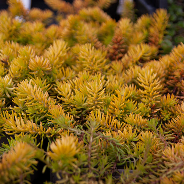 5250417_sedum_angelina_06