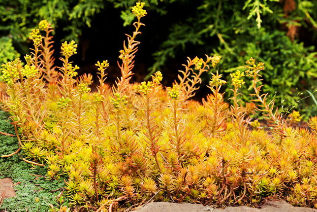 5212877_sedum_angelinas_teacup_01