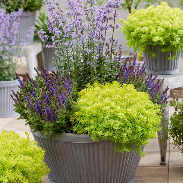 5212877_sedum_angelinas_teacup_03