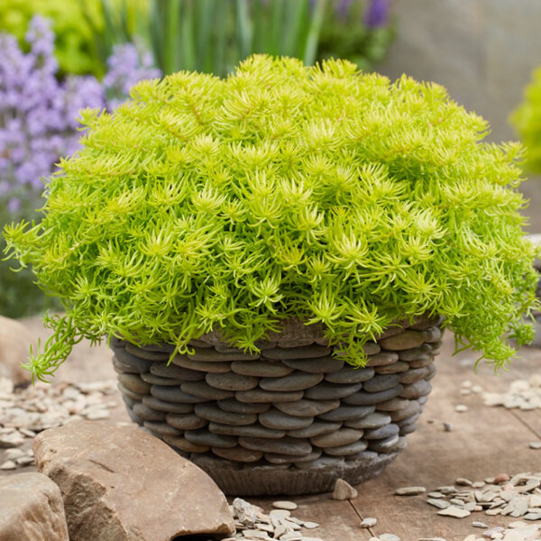 5212877_sedum_angelinas_teacup_05