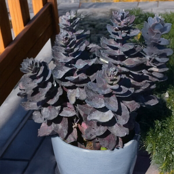 8254743_sedum_back_in_black_01