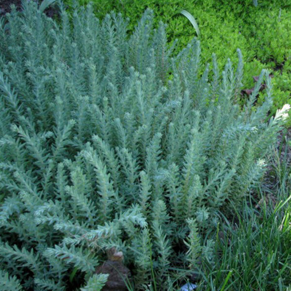 5243633_sedum_blue_spruce_01