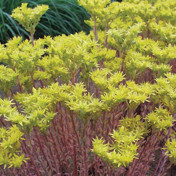 5243633_sedum_blue_spruce_02