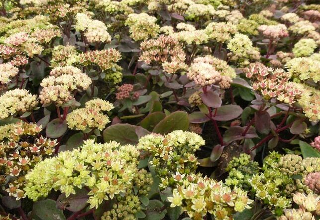 9251220_sedum_eline_01