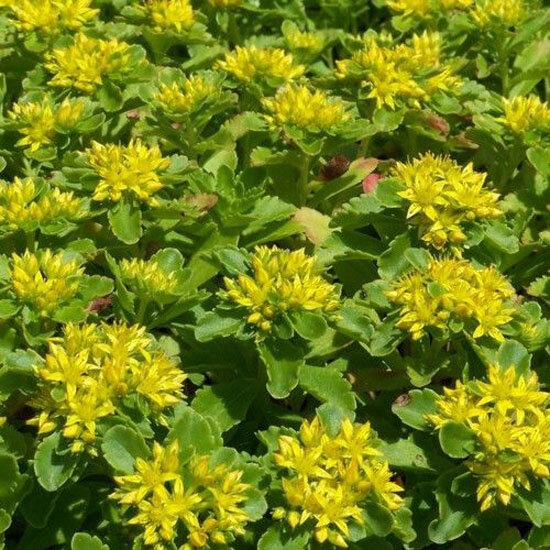 9251085_sedum_ellacombianum_02