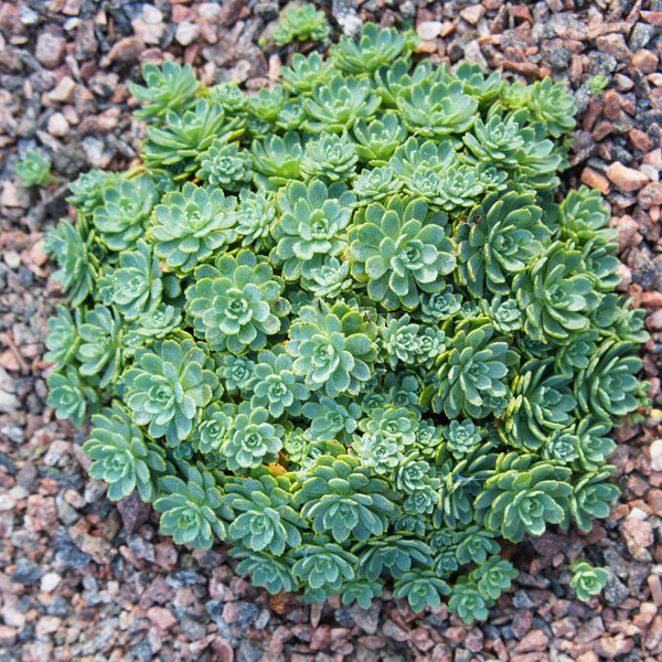 4211089_sedum_pachyclados_01