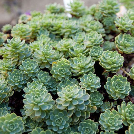 4211089_sedum_pachyclados_03