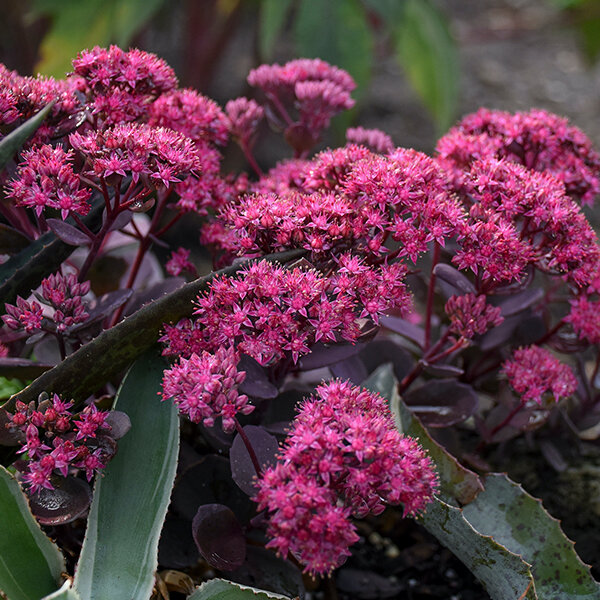 7254329_sedum_superstar_05